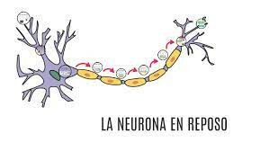 Neurona en reposo