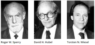 David Hunter Hubel y Torsten N. Wiesel