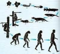 EVOLUCIONISMO