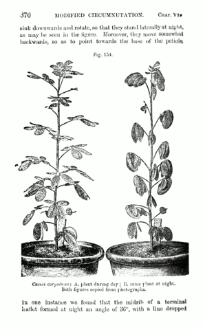 Published 'The Power of Movement in Plants'.