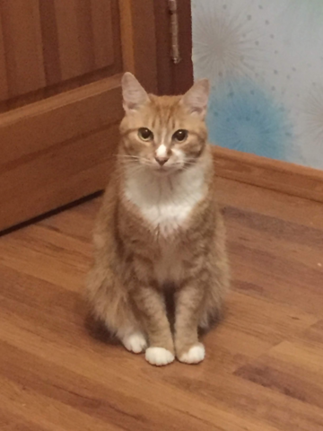 Завела кота