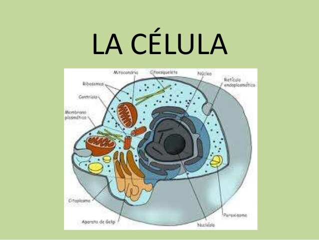 LA CELULA