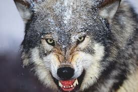 El  lobo feroz:
