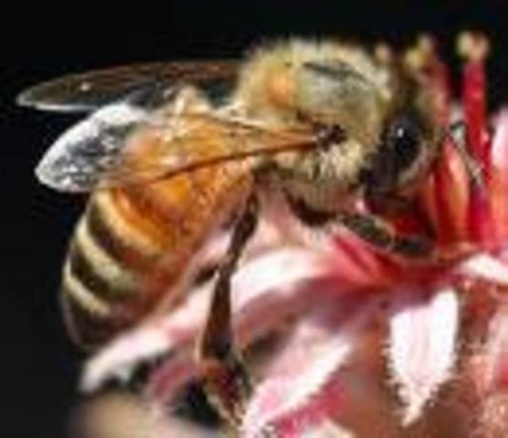 electronic still camera