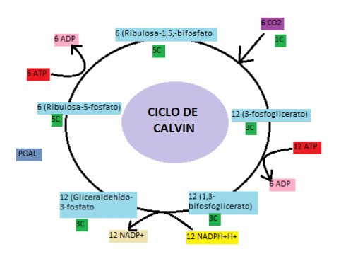 CICLO DE CALVIN
