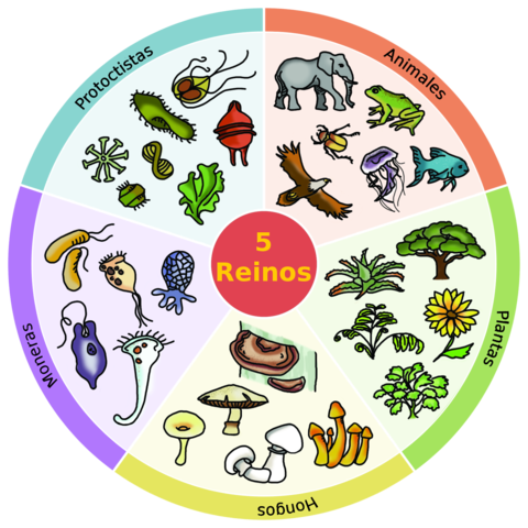 CLASIFICACION DE LOS SERES VIVOS EN REINOS