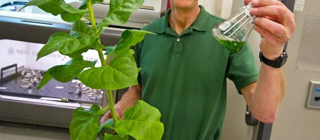 PLANTAS TRANSGENICAS