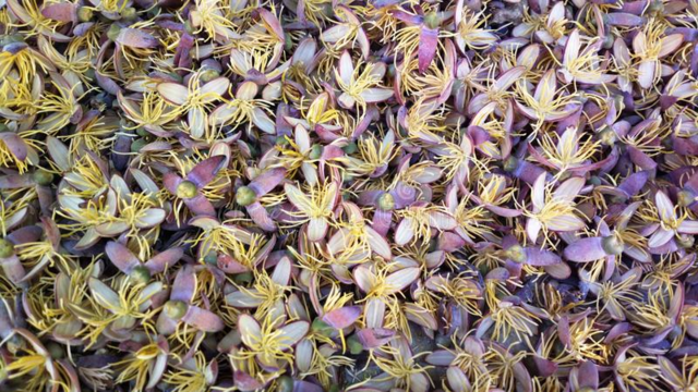 La flor de palmita Egipcia