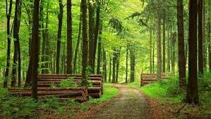 Ley General de Desarrollo Forestal Sustentable