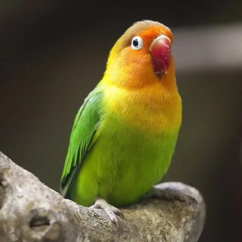 mon premier animal de compagnie