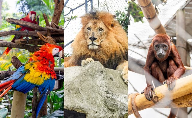 the zoo and the release of the condor