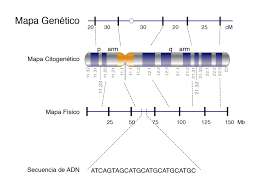 Mapa genetico