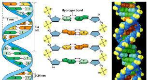 Modelo tridimensional de la doble hélice del ADN