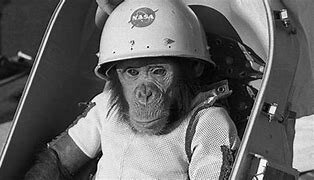 Ham The Astrochimp