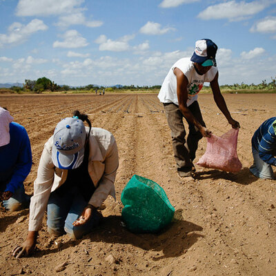 Timeline: Condiciones del campo Mexicano