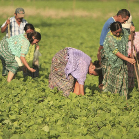 Censo Nacional Agropecuario