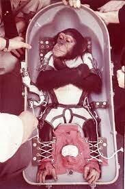 Space monkey