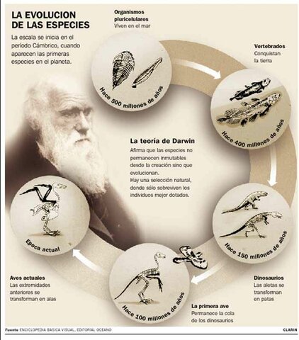 Teoría sobre la evolución de las especies.