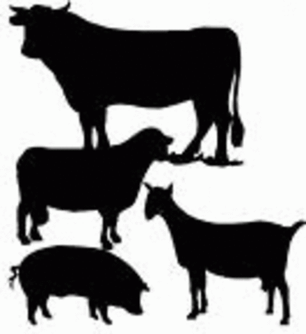 10,000 B.C.E., Domestication of Livestock Animals