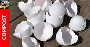 Cascara de Huevo