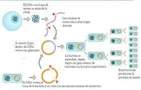 Recombinación del ADN