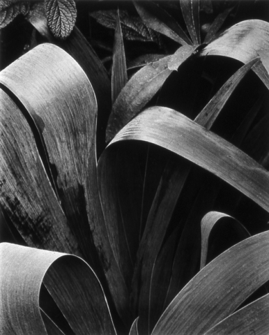 Iris, Georgetown, Maine, Paul Strand