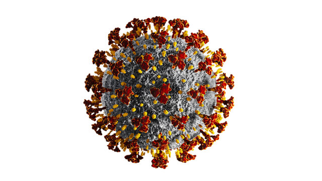 A new COVID-19 variant is found