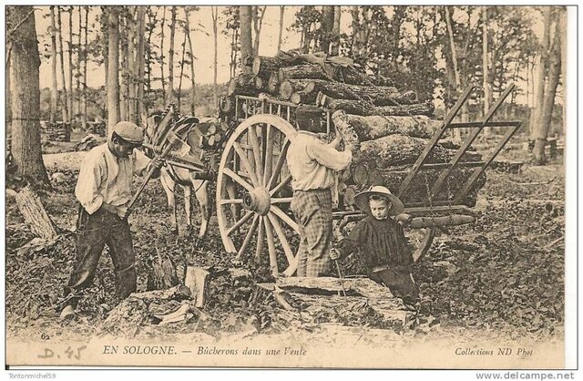 Des compagnies forestieres rivalisent