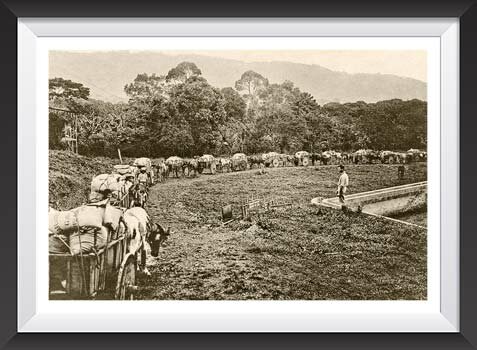 El grano de oro (Café)