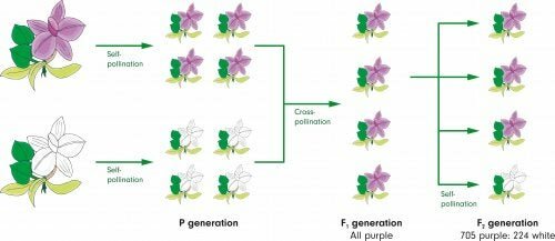 Experimento de Mendel