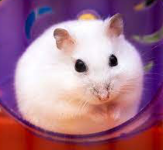 Hamster