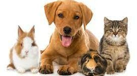 Timeline: Mis Mascotas
