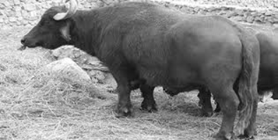 Llegada de los primeros búfalos al país desde Trinidad y Tobago