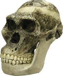 Características del cerebro los Homínidos