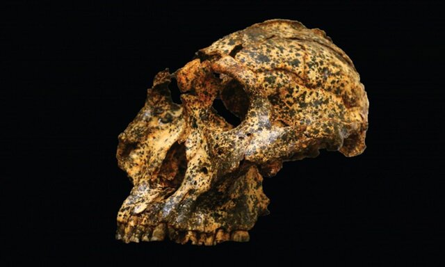Paranthropus robustos