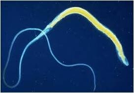 Surgimiento primeras neuronas