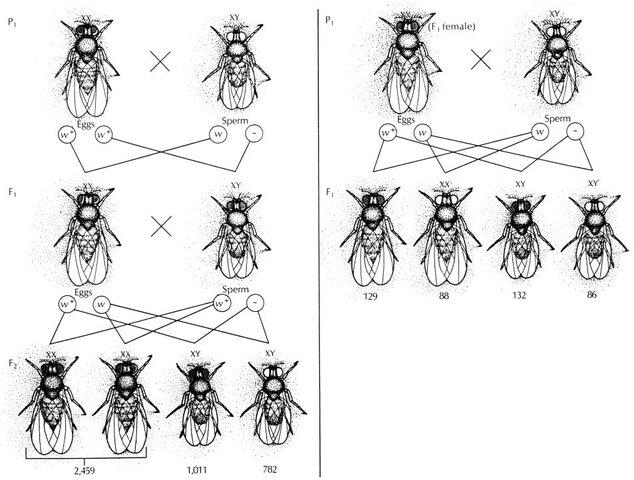 Descubren que los genes se encuentran en los cromosomas.