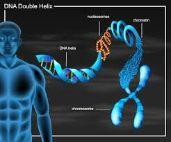 Las unidades fundamentales de la herencia biológica reciben el nombre de genes.