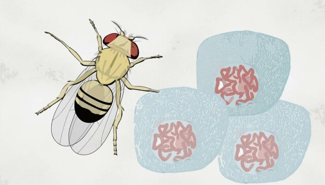 Descubren que los rayos X causan mutaciones genéticas.