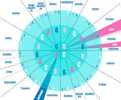 Descifran el código genético completo del ADN