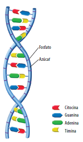 DNA structure