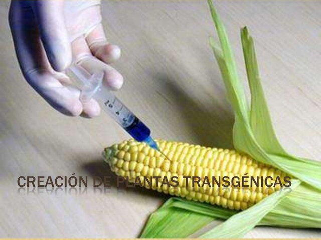 creación de las primeras plantas transgénicas