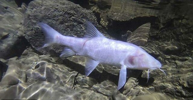 Primeros peces grandes