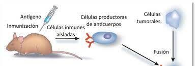 Técnica para obtener anticuerpos monoclonales