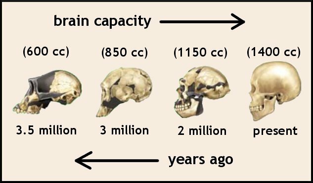 El surgimiento del primer cerebro.