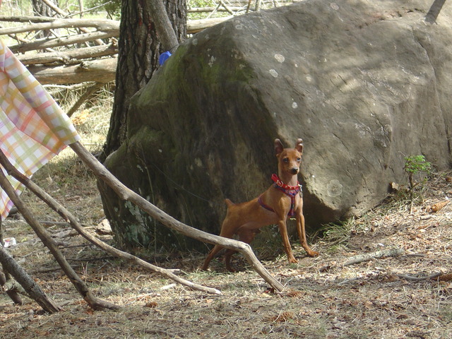 Llega a casa un perro