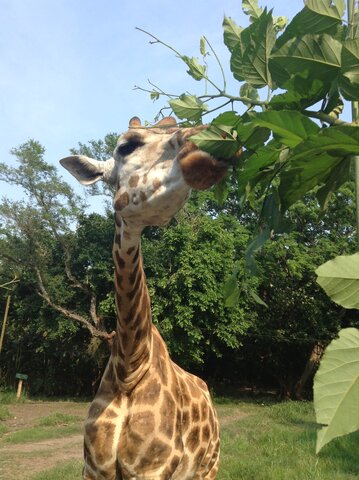 Una Viaje al Mundo Salvaje