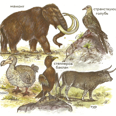 Timeline: Extinct animals