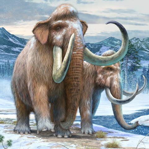 Mammoth