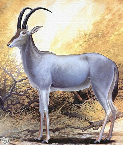Blue Antelope